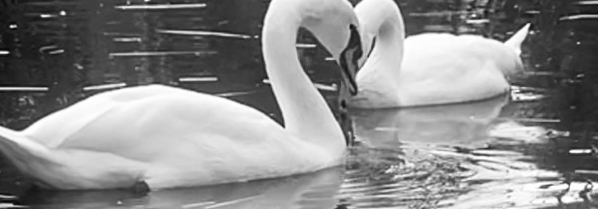 Swans
