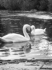 Swans