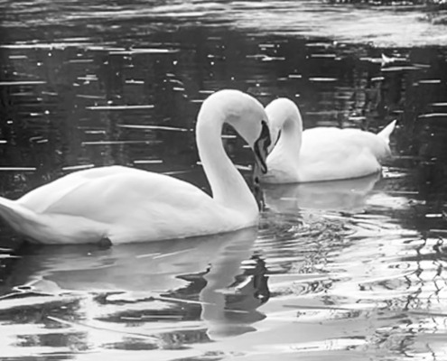 Swans