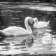 Swans